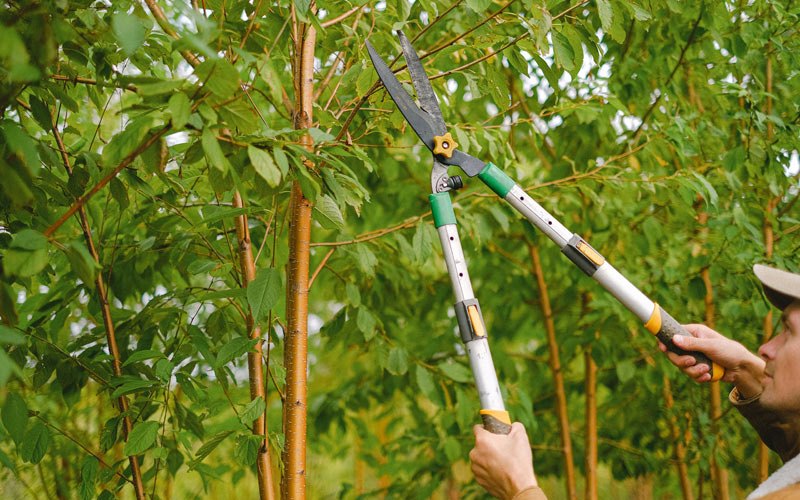 Tree trimming in Fertile, IA